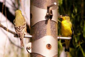 Lesser Goldfinch by GR (2)