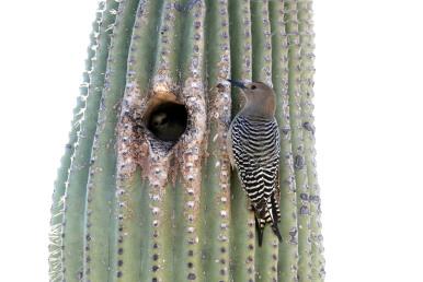 Gila_woodpecker_on_Saguaro by Gary L. Clark