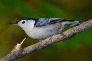 White-breasted_Nuthatch_(Sitta_carolinensis) By Gary Irwin