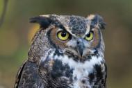 Great-horned_Owl_RWD_at_CRC1 by DickDaniels
