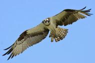 Osprey_in_flight_over_Lake_Wylie By Gareth Rasberry