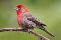 House_Finch_By nigel from vancouver, Canada