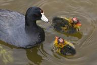 American Coot by Mike Baird