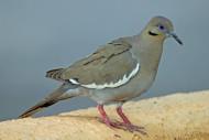 White-winged_Dove_RWD By DickDaniels