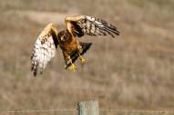 Northern_Harrier_By Kevin Cole from Pacific Coast, USA