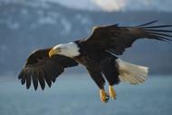 Bald_Eagle_Alaska_by Carl Chapman