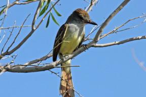 Brown-crested_Flycatcher_RWD By Dick Daniels