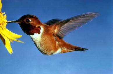 Rufous Hummingbird Selasphorus_rufus By Dean E. Biggins