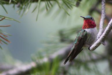 Broad-tailed_Hummingbird_male_perched_on_branch By Kati Fleming