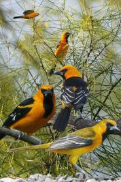 Hooded_Oriole_From_The_Crossley_ID_Guide_Eastern_Birds By Richard Crossley