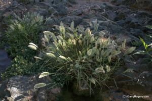 Desert Weeds – Draft – Comments Welcome