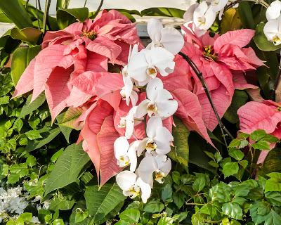Friday Fotos: From Longwood Gardens December 2017