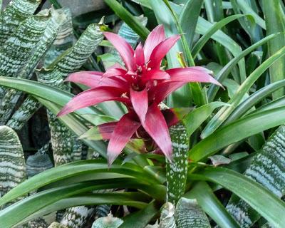 Friday Fotos: From Longwood Gardens December 2017