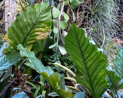 Friday Fotos: From Longwood Gardens December 2017