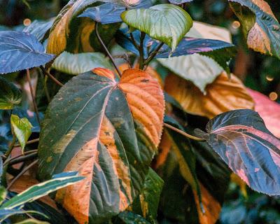 Friday Fotos: From Longwood Gardens December 2017