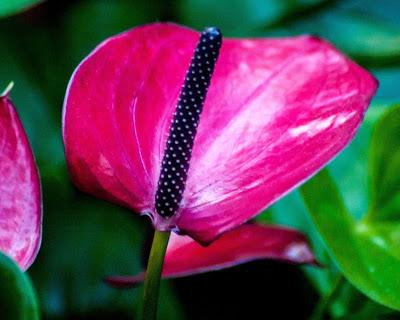 Friday Fotos: From Longwood Gardens December 2017