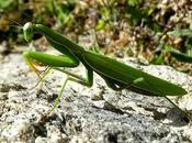 Magnificent Facts About Praying Mantis