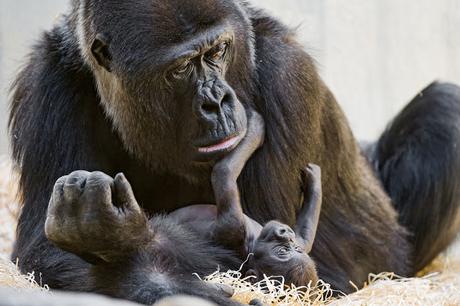 Image: Baby gorilla playing with mom, by Tambako The Jaguar on Flickr