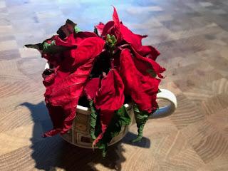 Irritating Plant of the Month December 2018 - the Poinsettia mocks me