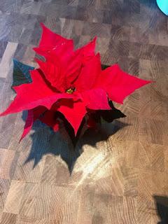 Irritating Plant of the Month December 2018 - the Poinsettia mocks me