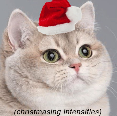 Have a cat friendly Christmas