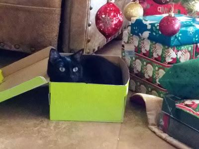Meow-y Christmas!