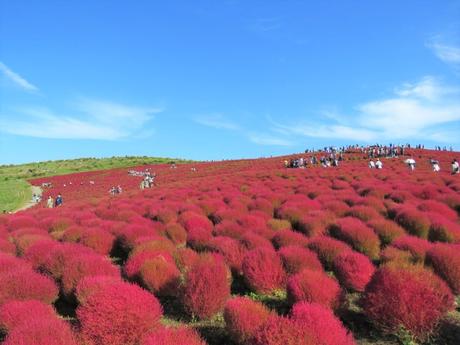 Kochia Balls