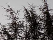 Solstice Thoughts Christmas