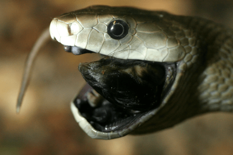 15 Most Poisonous & Dangerous Snakes In the World 15 Most Poisonous & Dangerous Snakes In the World