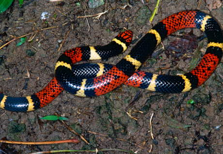 15 Most Poisonous & Dangerous Snakes In the World 15 Most Poisonous & Dangerous Snakes In the World