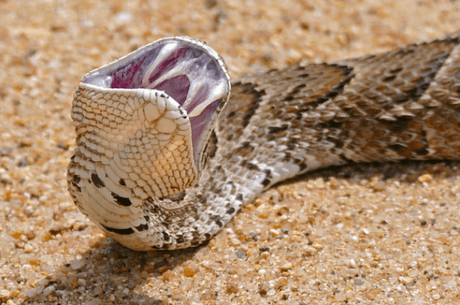 15 Most Poisonous & Dangerous Snakes In the World 15 Most Poisonous & Dangerous Snakes In the World