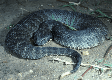 15 Most Poisonous & Dangerous Snakes In the World 15 Most Poisonous & Dangerous Snakes In the World