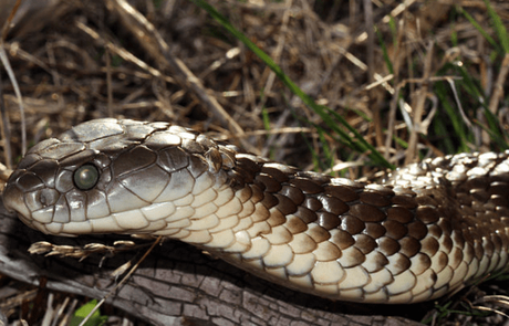 15 Most Poisonous & Dangerous Snakes In the World 15 Most Poisonous & Dangerous Snakes In the World