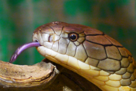 15 Most Poisonous & Dangerous Snakes In the World 15 Most Poisonous & Dangerous Snakes In the World