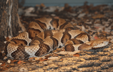 15 Most Poisonous & Dangerous Snakes In the World 15 Most Poisonous & Dangerous Snakes In the World