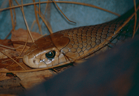 15 Most Poisonous & Dangerous Snakes In the World 15 Most Poisonous & Dangerous Snakes In the World