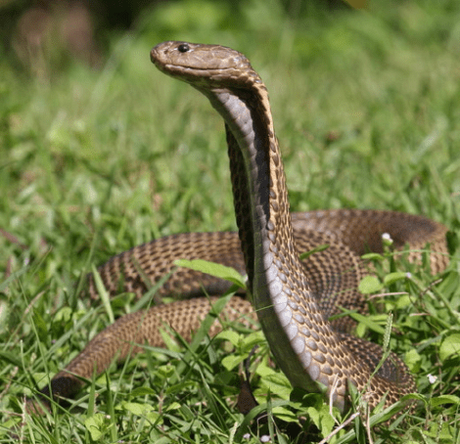 15 Most Poisonous & Dangerous Snakes In the World 15 Most Poisonous & Dangerous Snakes In the World