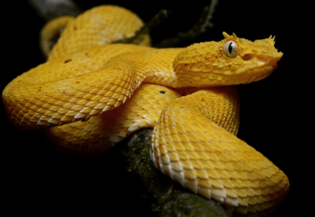 15 Most Poisonous & Dangerous Snakes In the World 15 Most Poisonous & Dangerous Snakes In the World