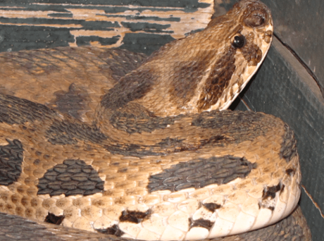 15 Most Poisonous & Dangerous Snakes In the World 15 Most Poisonous & Dangerous Snakes In the World