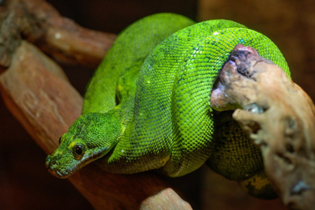 15 Most Poisonous & Dangerous Snakes In the World 15 Most Poisonous & Dangerous Snakes In the World