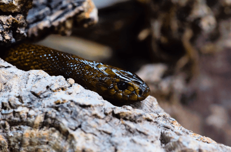 15 Most Poisonous & Dangerous Snakes In the World 15 Most Poisonous & Dangerous Snakes In the World