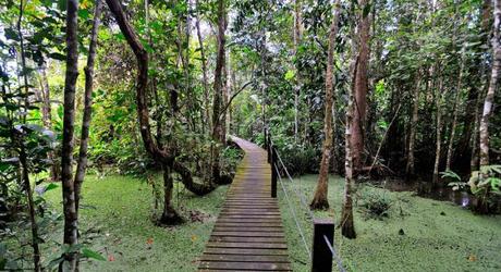 Board walk at Abai Jungle Lodge