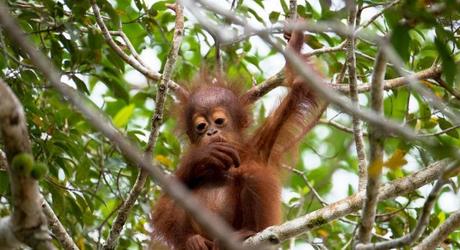 Baby orangutan on top of a fig tree, sighted along the Kinabatangan river in Sabah, Malaysian Borneo