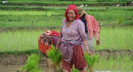 Rice farming in Kathmandu Valley