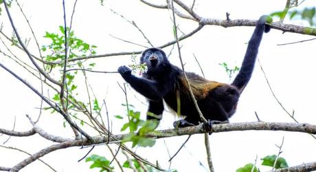 Howler Monkey on the treetop at Arenal