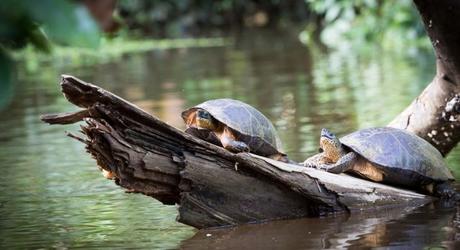 Turtles sunbathing in Tortuguero