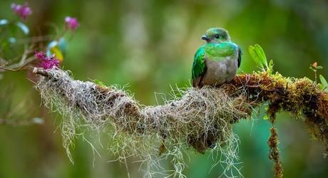 The Quetzal bird in Monteverde
