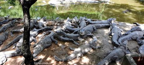 Crocodile escapade !!