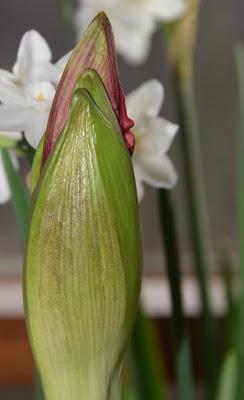 Becoming Amaryllis