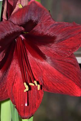 Becoming Amaryllis